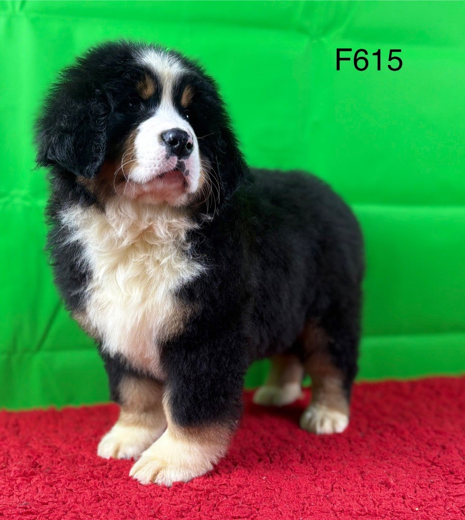 Du Haras d'Autan - Chiot disponible  - Bouvier Bernois