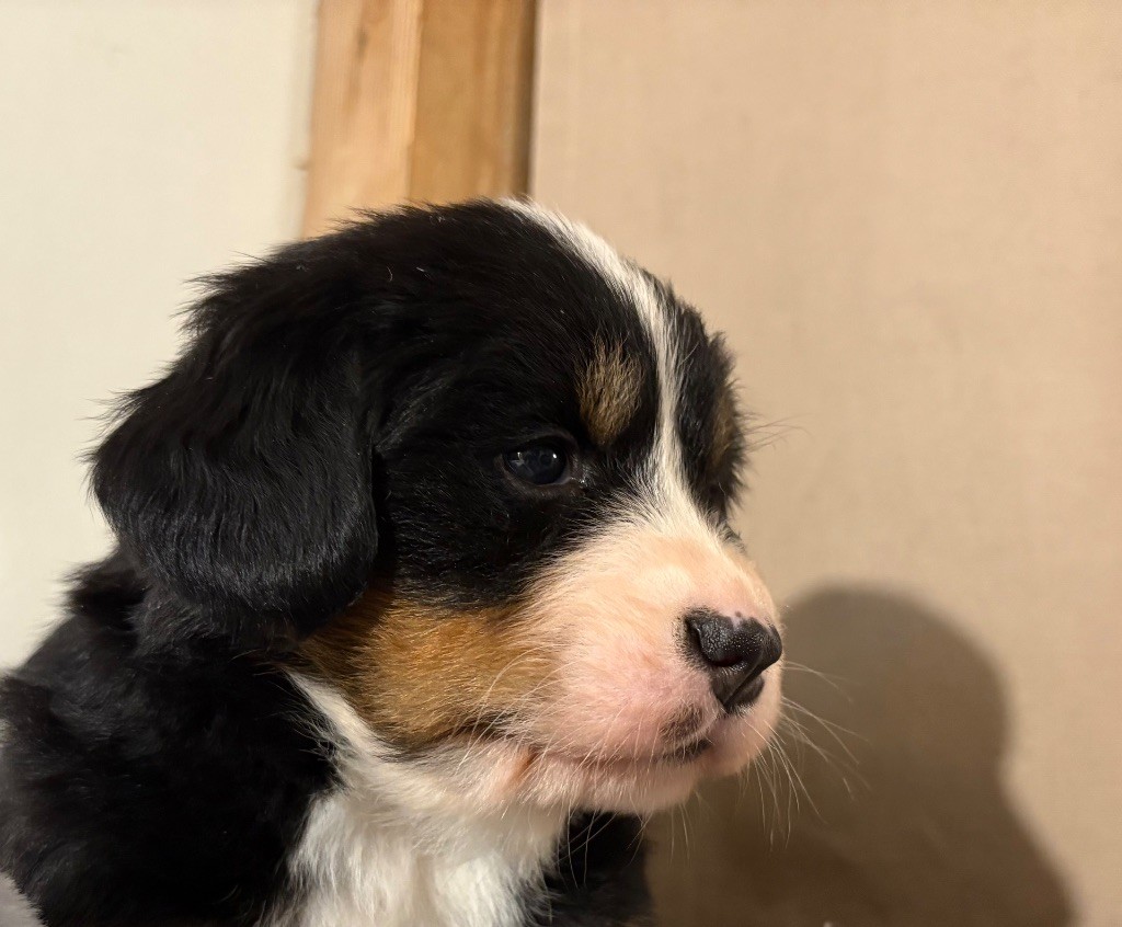 Du Haras d'Autan - Chiot disponible  - Bouvier Bernois