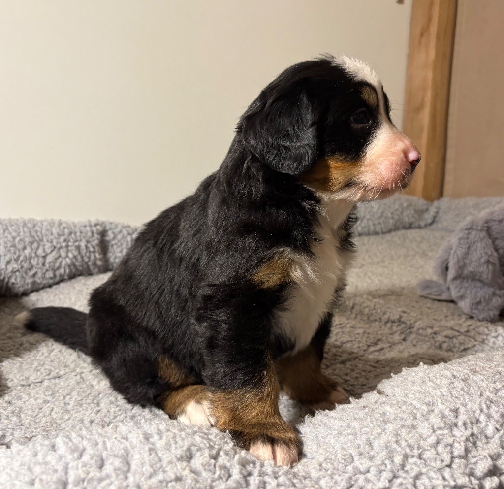 Du Haras d'Autan - Chiot disponible  - Bouvier Bernois