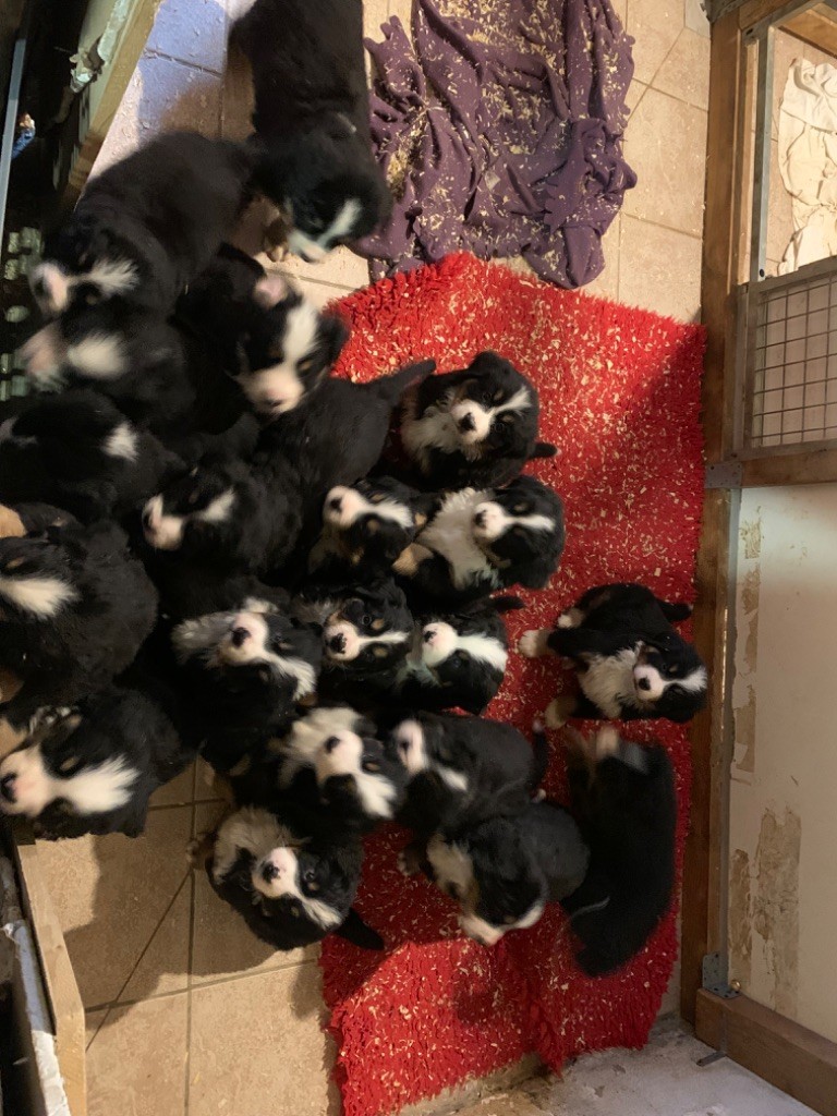 Chiot Bouvier Bernois Du Haras d'Autan