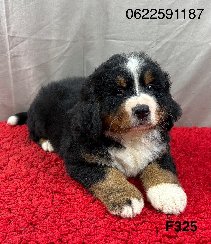 Du Haras d'Autan - Chiots disponibles - Bouvier Bernois