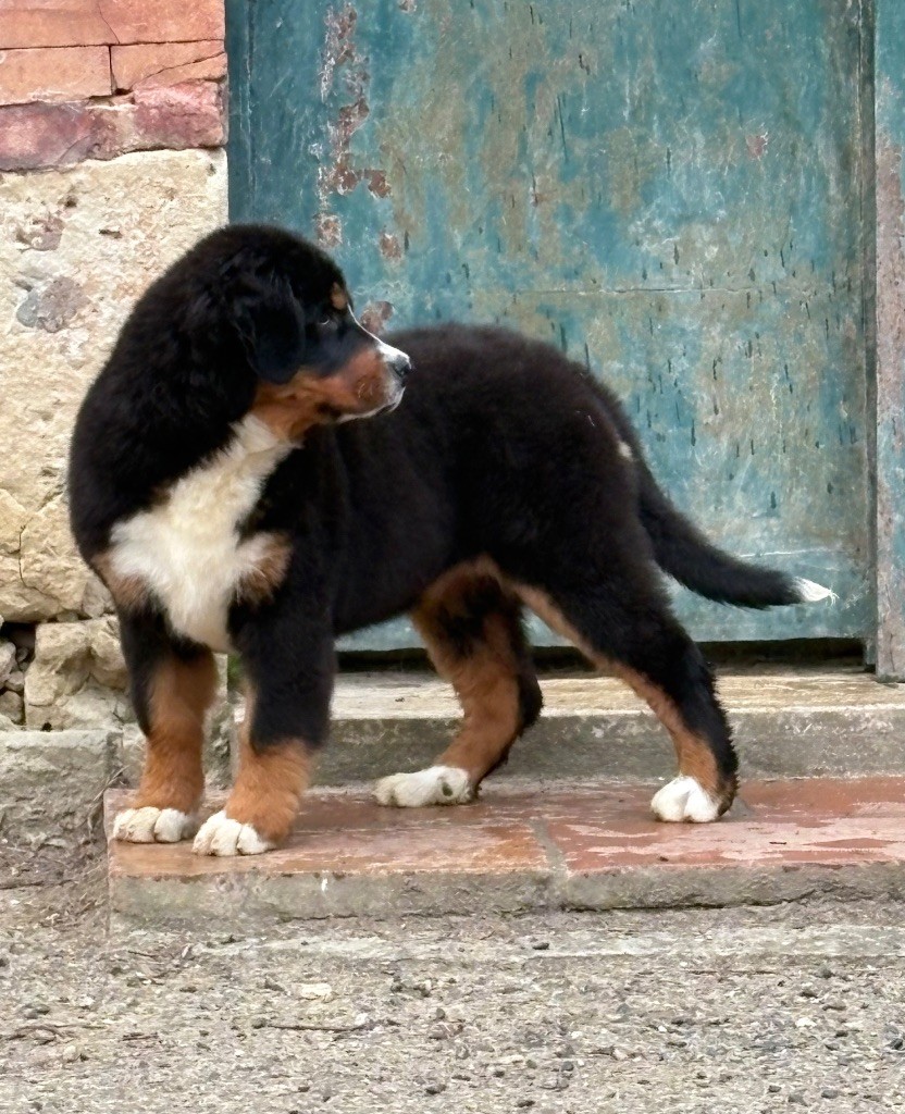 Du Haras d'Autan - Chiots disponibles - Bouvier Bernois