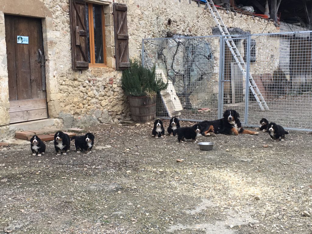 Chiot Bouvier Bernois Du Haras d'Autan