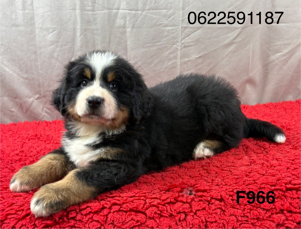 Du Haras d'Autan - Chiots disponibles - Bouvier Bernois