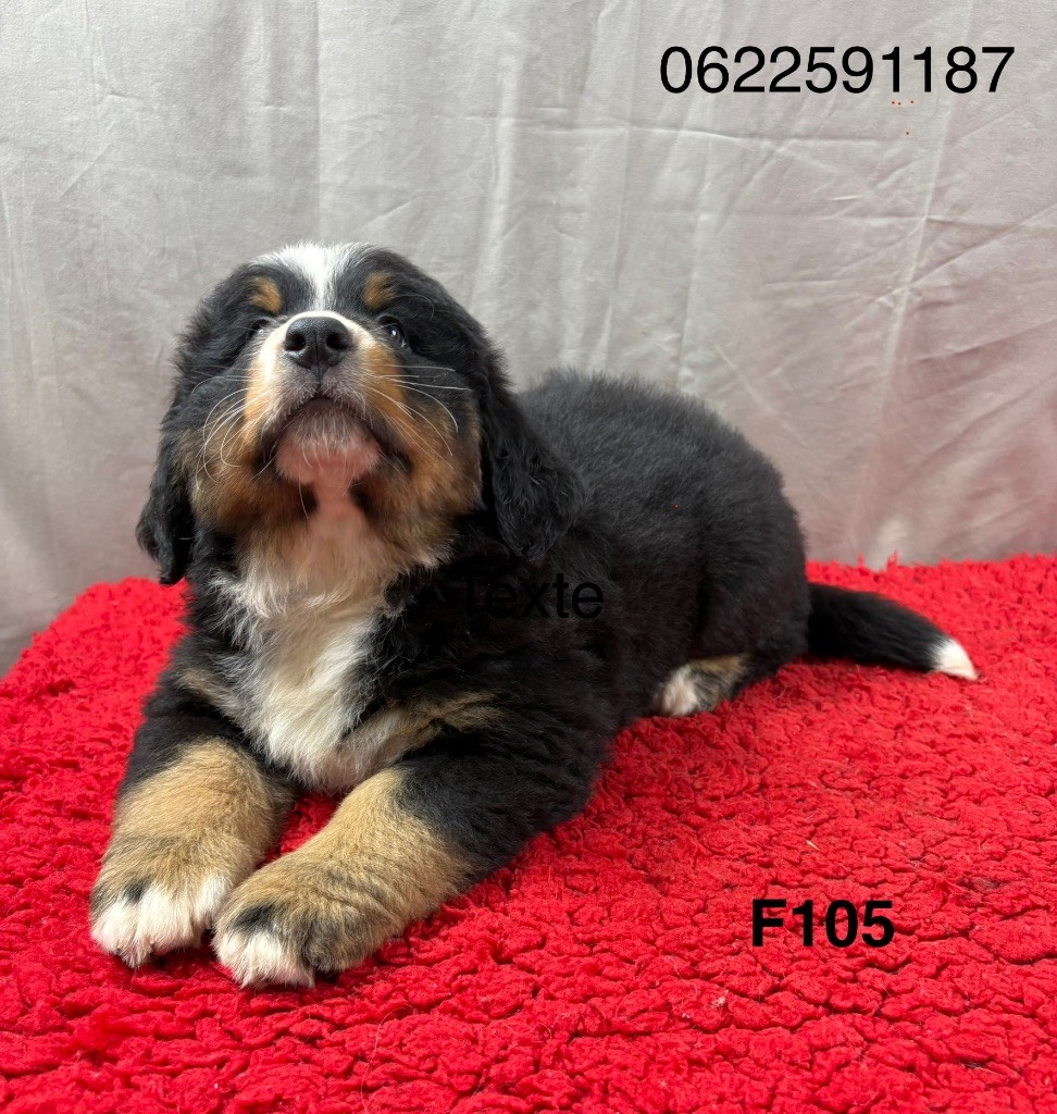 Du Haras d'Autan - Chiots disponibles - Bouvier Bernois