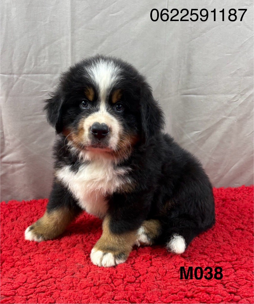 Du Haras d'Autan - Chiots disponibles - Bouvier Bernois