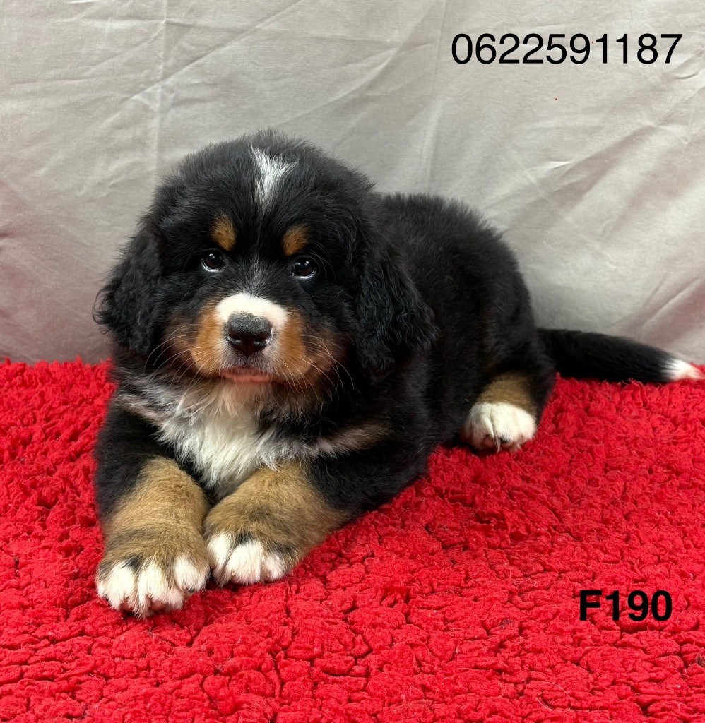 Du Haras d'Autan - Chiots disponibles - Bouvier Bernois